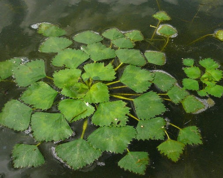 Water Chestnut - Trapa Natans